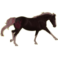 Reitpferd Araber Roan