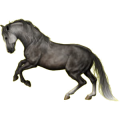 Reitpferd Berber Hellgrau