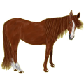 Reitpferd Andalusier Rappe