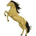 Reitpferd Andalusier Apfelschimmel
