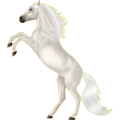 Reitpferd Araber Forellenschimmel