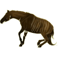 Reitpferd Marwari Fuchs