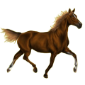 Reitpferd Andalusier Brauner