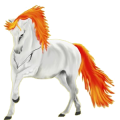 Reitpferd Andalusier Cremello