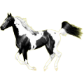 Reitpferd Paint Horse Rappe mit Tovero-Scheckung