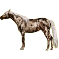 Reitpferd Andalusier Apfelschimmel
