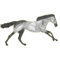Reitpferd Araber Fuchs