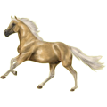 Reitpferd Trakehner Palomino