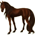 Reitpferd Friese Rappe
