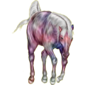 Reitpferd Argentinischer Criollo Palomino