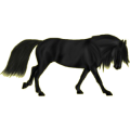 Reitpferd Araber Rappe
