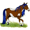 Reitpferd Curly Horse Rappe