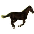 Reitpferd Mustang Mausgrau