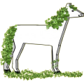 Reitpferd Argentinischer Criollo Fuchs