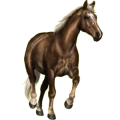 Pony Deutsches Reitpony Mausgrau