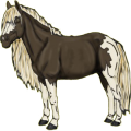 Reitpferd Tinker Palomino mit Tobiano-Scheckung