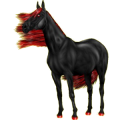 Reitpferd Holsteiner Apfelschimmel