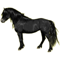 Pony Dunkelbrauner