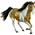 Reitpferd Argentinischer Criollo Mausgrau