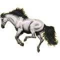 Reitpferd Mustang Hellgrau