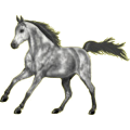 Reitpferd Araber Hellgrau