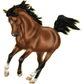 Reitpferd Mustang Rotschecke