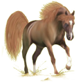 Reitpferd Araber Fuchs