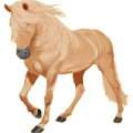 Reitpferd Isländer Fuchs