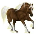 Pony Deutsches Reitpony Dunkelfuchs