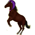 Reitpferd Apfelschimmel