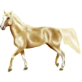 Reitpferd Araber Apfelschimmel