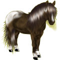 Pony Shetlandpony Palomino