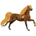 Reitpferd Andalusier Rappe