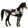 Reitpferd Mustang Rappe