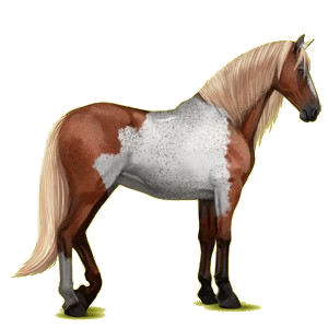 Reitpferd Andalusier Apfelschimmel