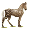 Reitpferd Marwari Rappe