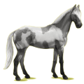 Reitpferd Trakehner Dunkelbrauner