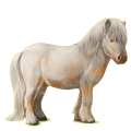 Pony Shetlandpony Apfelschimmel