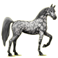 Reitpferd Araber Rappe