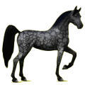 Reitpferd Araber Fuchs