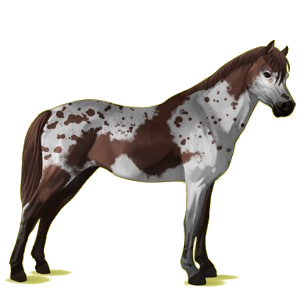 Pony Deutsches Reitpony Dunkelfuchs