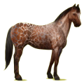 Reitpferd Fuchs mit Tobiano-Scheckung