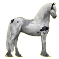 Reitpferd Friese Rappe