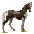 Reitpferd Marwari Fuchs