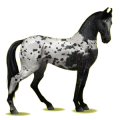 Reitpferd Marwari Brauner