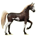 Reitpferd Rotbrauner