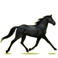 Reitpferd Orlow-Traber Apfelschimmel