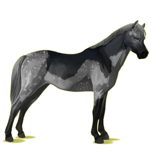 Pony Deutsches Reitpony Dunkelfuchs mit heller Mähne