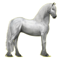 Reitpferd Friese Rappe