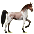 Reitpferd Araber Brauner